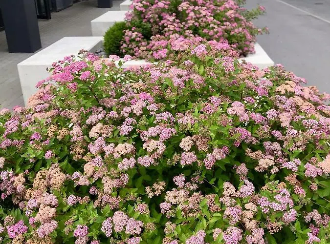 Apartmán Cozy - Center